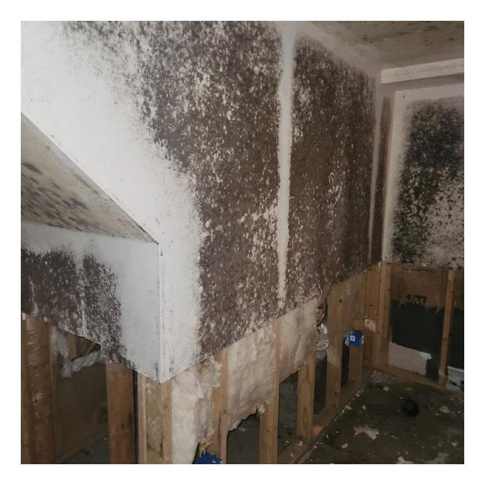 black mold